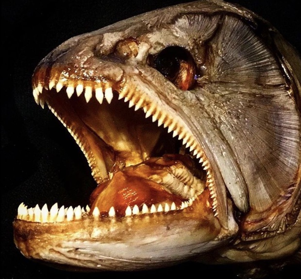 A series of photos of sea monsters living around under the water with sharp and sharp teeth that when looking at them, they see all the spines - Photo 5.