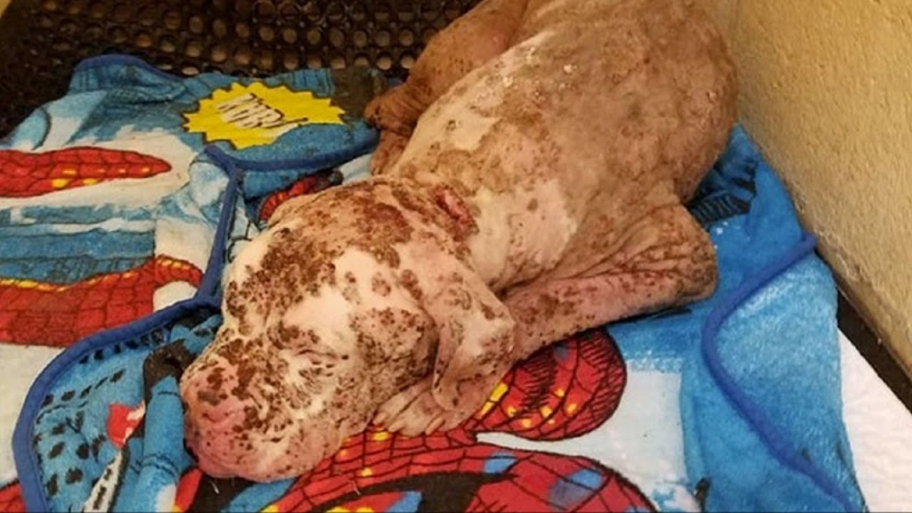 The poor puppy was stung by thousands of bees until he was exhausted and had to ask a doctor to make everyone feel sorry for him. - amazingdiscovery.net