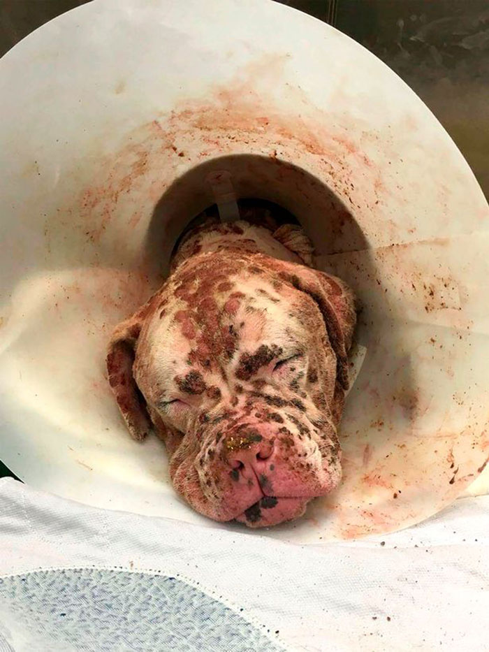 The poor puppy was stung by thousands of bees until he was exhausted and had to ask a doctor to make everyone feel sorry for him. - amazingdiscovery.net