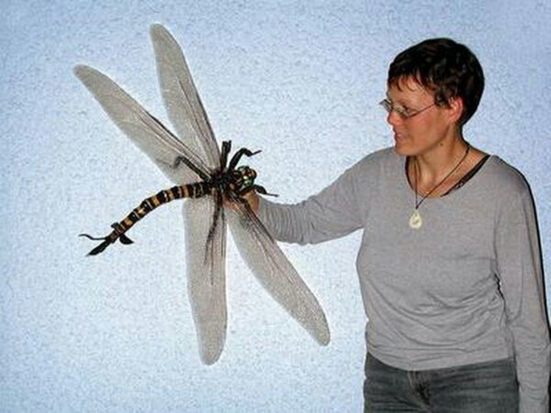 This Is The Largest Known Insect of All Time, With a Wingspan of 2.5 ft (75  cm)