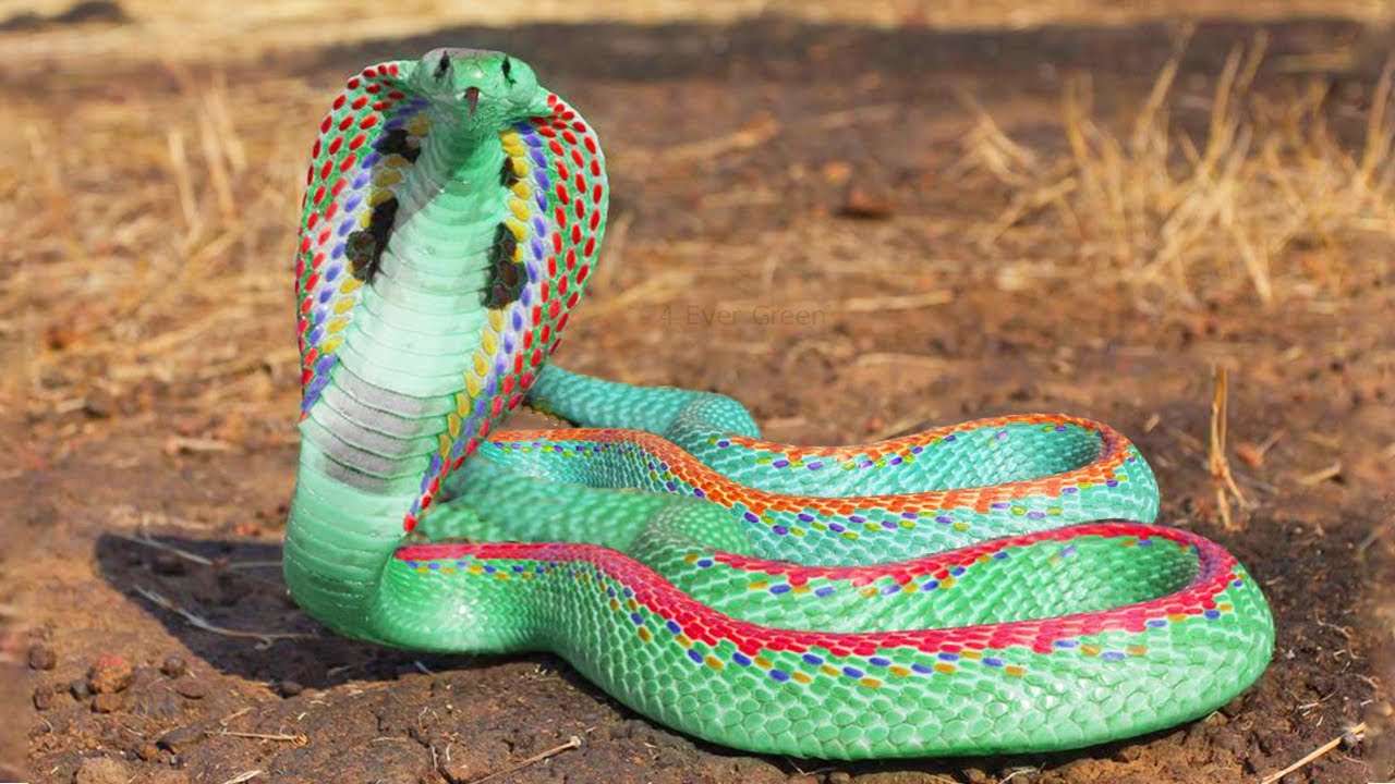 12 Most Beautiful Snakes in the World - YouTube