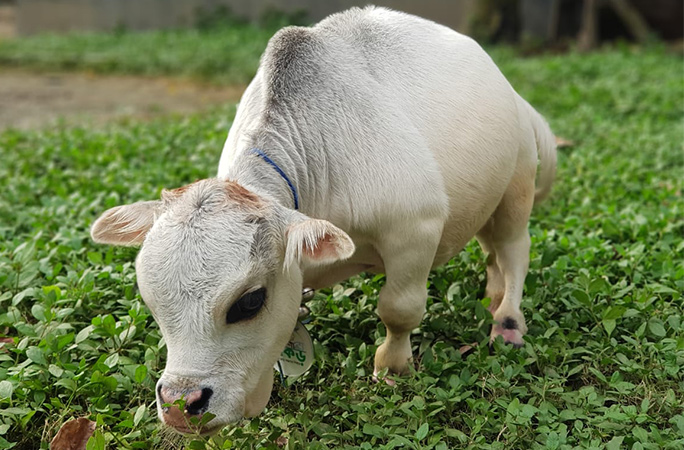 shortest cow ever eating grass