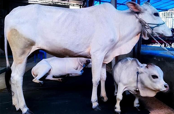 shortest cow ever with bhutti cow