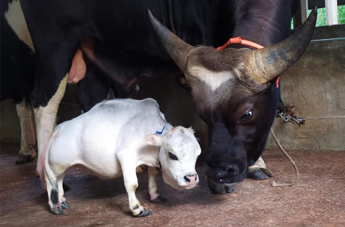 shortest cow ever with bull