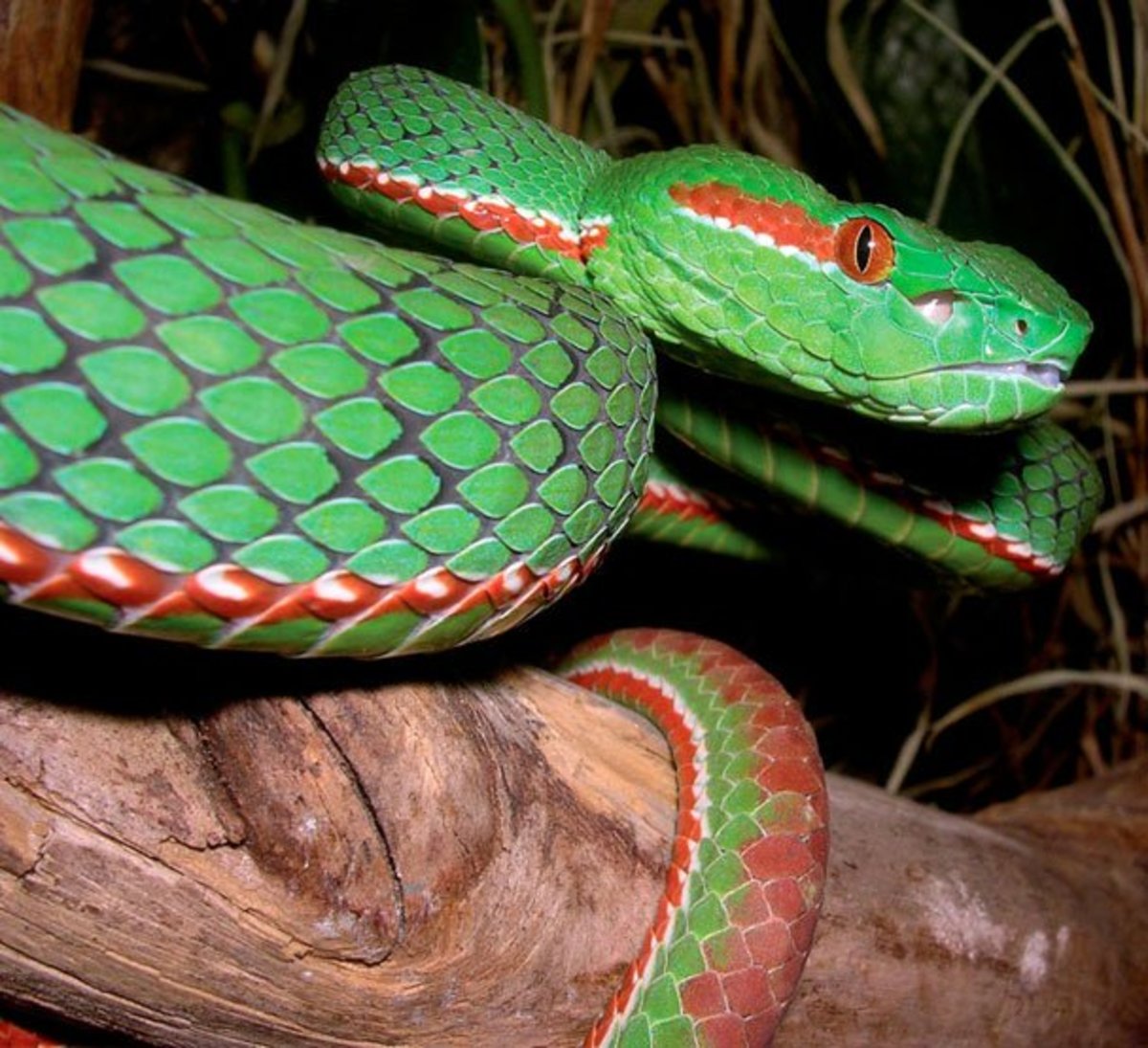 13 Most Beautiful Snakes in the World - Owlcation