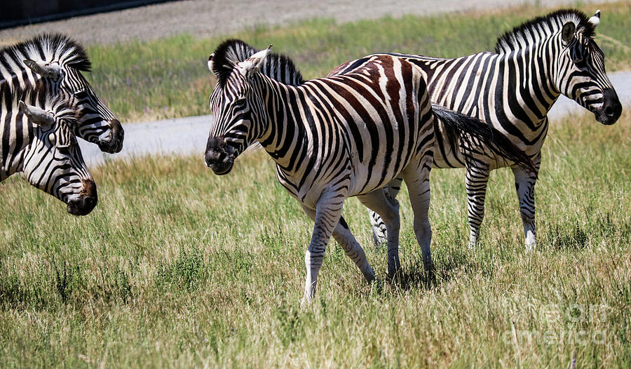 Two-Headed Zebra Photograph Ƅy Suzanne Luft - Pixels