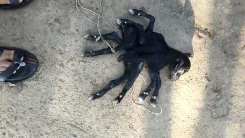 Seeing the 8 legged calf, the people of this village called it a miracle, but in no time there was mourning.  Weird Eight legged calf born in West Bengal kpn