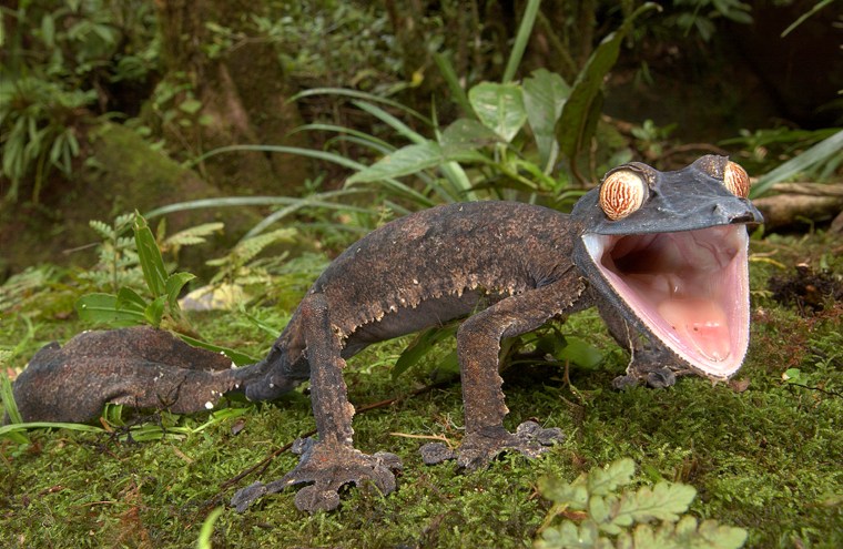 The giant leaf-tailed gecko of Madagascar was among the 2,315 species whose habitat was mapped as part of a new approach to protecting wildlife.