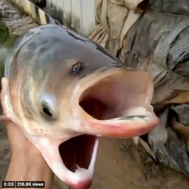 The Chernobyl fish, an astonishing twoheaded creature discovered in a lake, adds to the wonder of nature’s oddities. – Dx Hot News