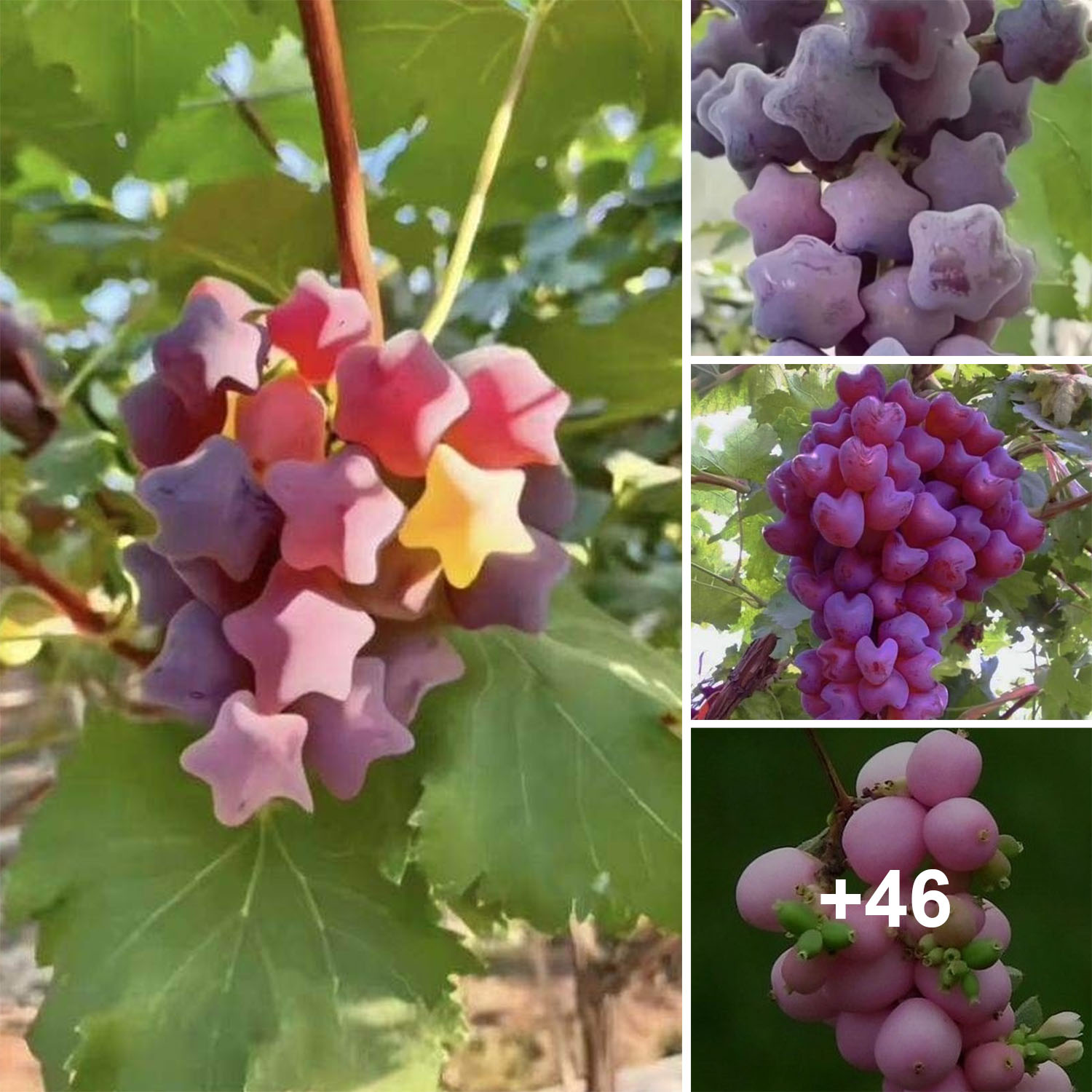 Exploring the Cosmic Charm of Star-Shaped Grapes in Celestial Vines