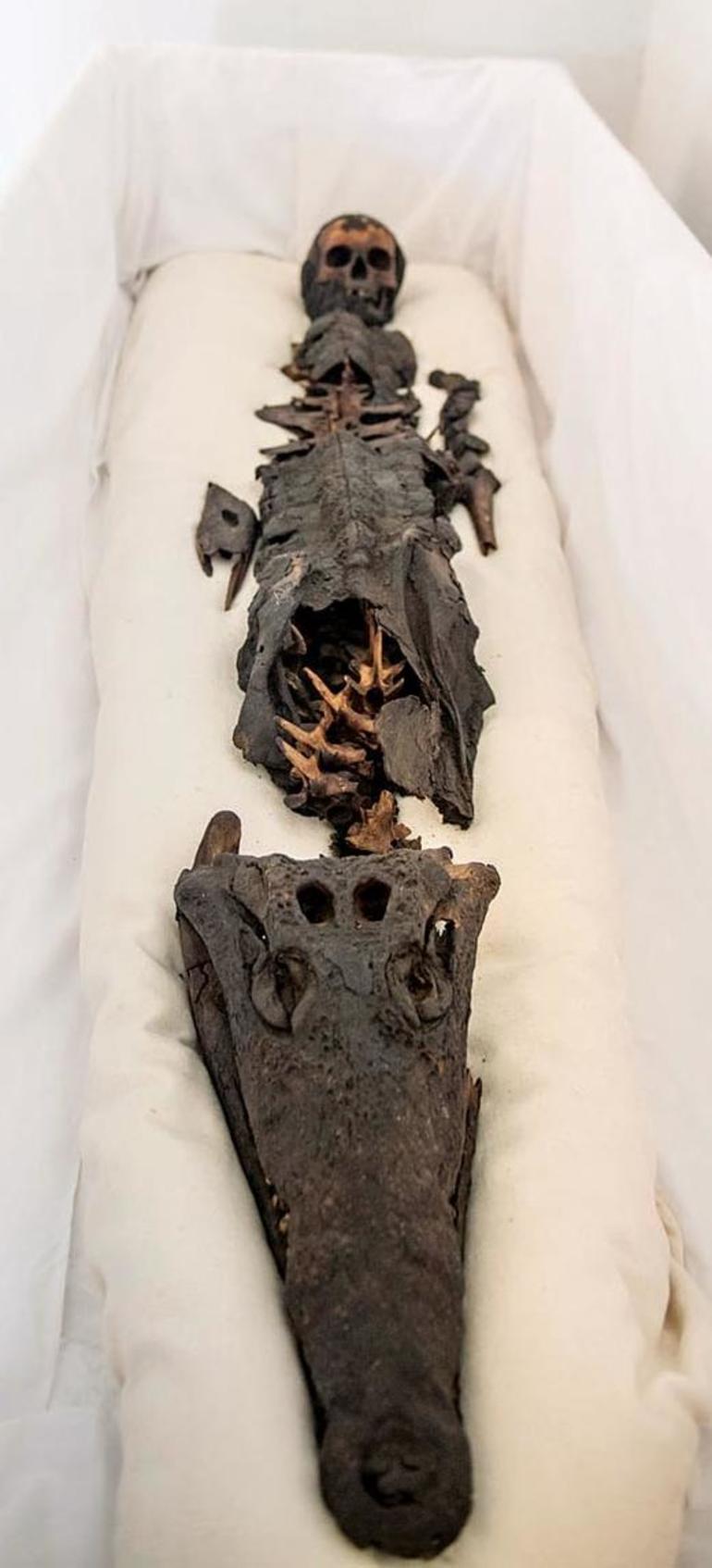  An ancient Egyptian mummy with two heads, belonging to a human and a crocodile, has been photographed for the first time