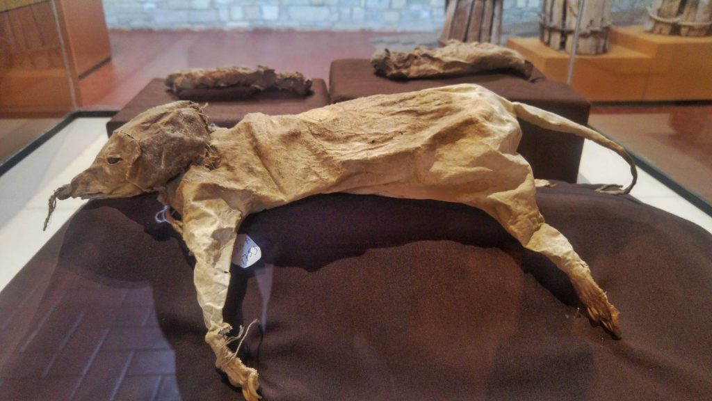 Peru Mummified Inca Dog
