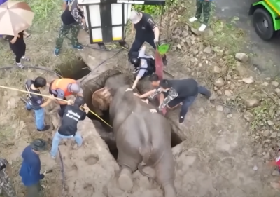 Mother Elephant's Desperate Attempt to Rescue a Baby Elephant Trapped in a Deep Hole