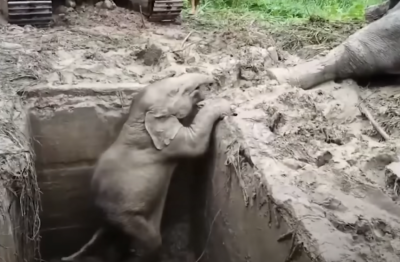 Mother Elephant's Desperate Attempt to Rescue a Baby Elephant Trapped in a Deep Hole