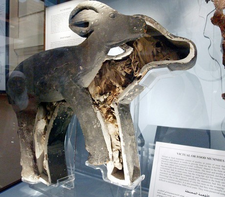 Mummified Dog Baboon Displayed New Animal 新闻传媒库存照片- 库存图片| Shutterstock