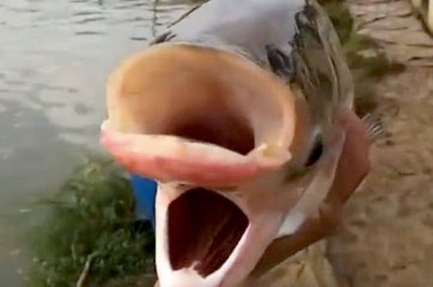 The Chernobyl fish, an astonishing twoheaded creature discovered in a lake, adds to the wonder of nature’s oddities. – Dx Hot News