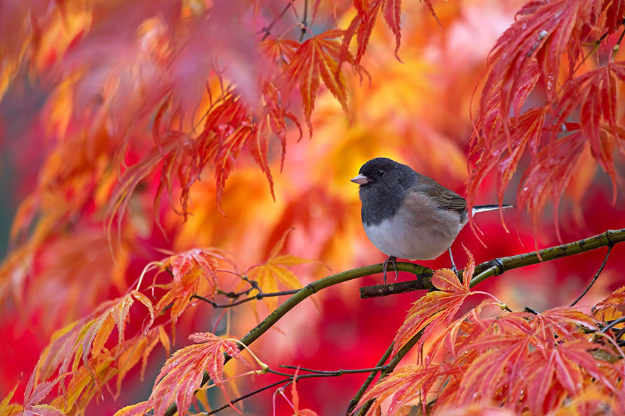 Autumn Animals