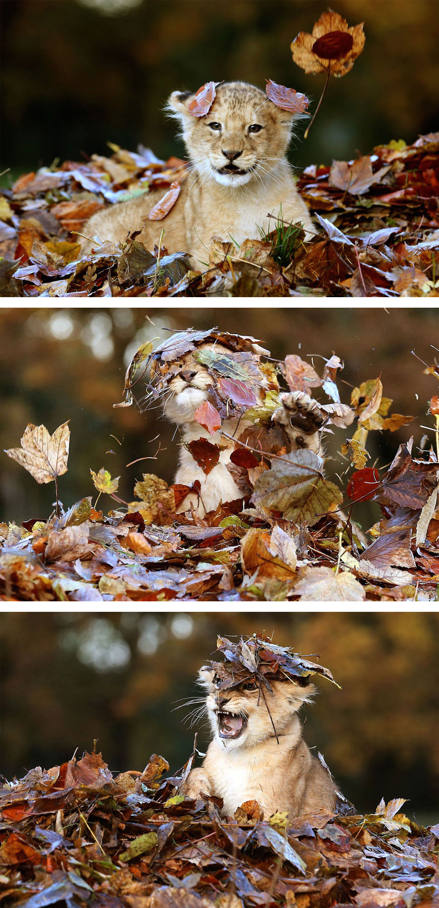 Autumn Animals