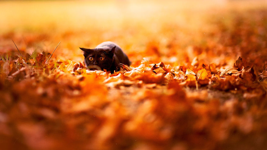 Autumn Animals