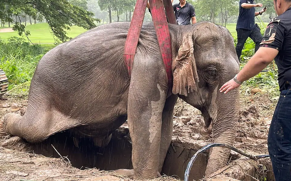 Mother Elephant's Desperate Attempt to Rescue a Baby Elephant Trapped in a Deep Hole