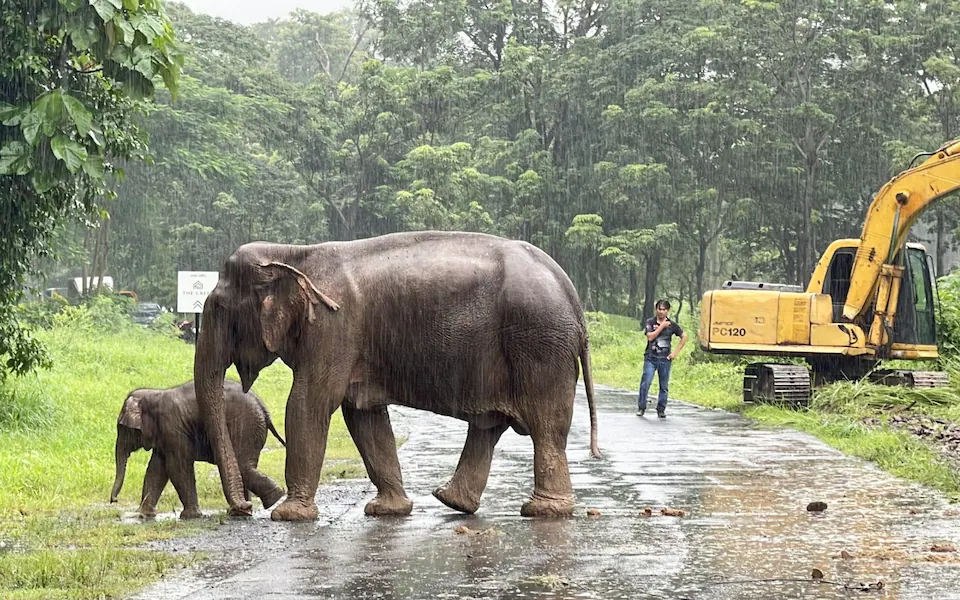 Mother Elephant's Desperate Attempt to Rescue a Baby Elephant Trapped in a Deep Hole