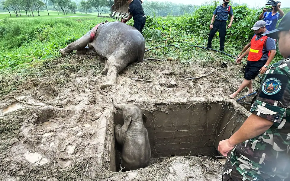 Mother Elephant's Desperate Attempt to Rescue a Baby Elephant Trapped in a Deep Hole