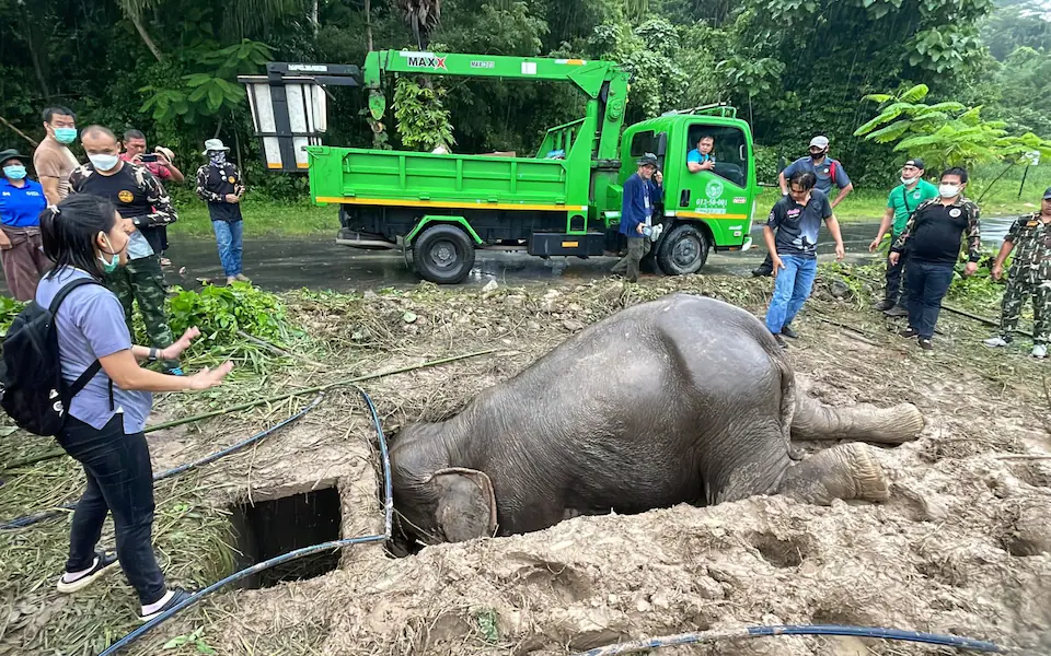 Mother Elephant's Desperate Attempt to Rescue a Baby Elephant Trapped in a Deep Hole