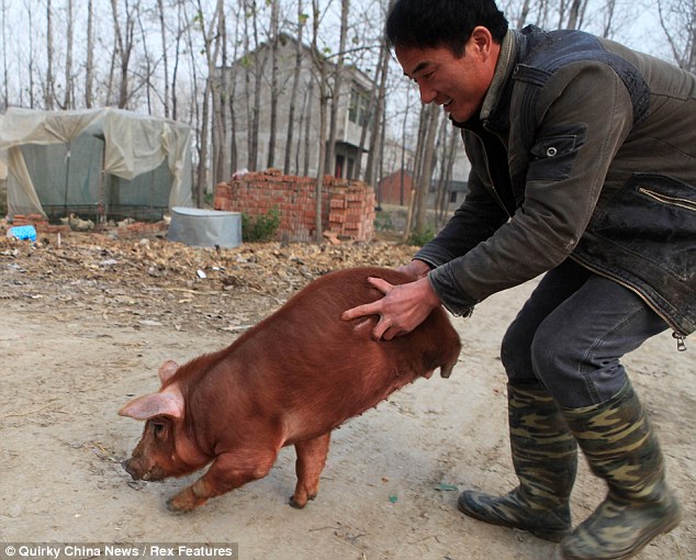 Determined Piglet Learns to Walk on Two Front Trotters, Overcoming Being Born Without Hind Legs – Top News