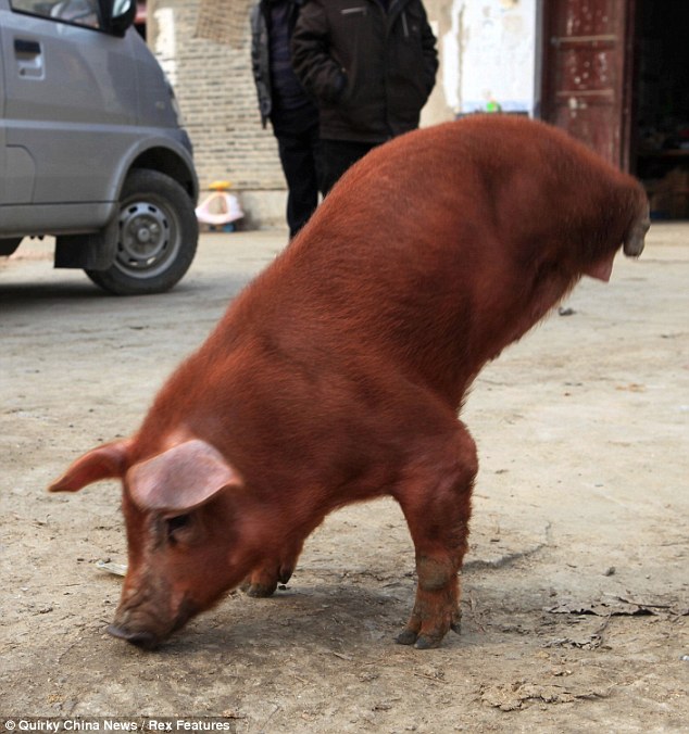 Determined Piglet Learns to Walk on Two Front Trotters, Overcoming Being Born Without Hind Legs – Top News