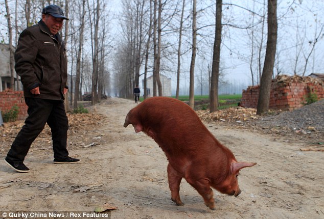 Determined Piglet Learns to Walk on Two Front Trotters, Overcoming Being Born Without Hind Legs – Top News