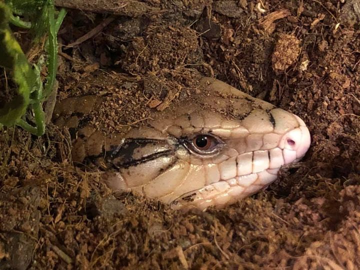 Blue Tongue Skink – BeWild Reptile Rescue