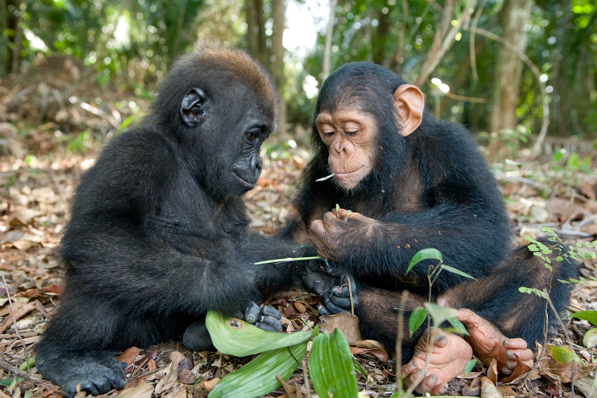 Orphaned Infant Gorilla and Chimpanzee Form a Delightful Friendship .d