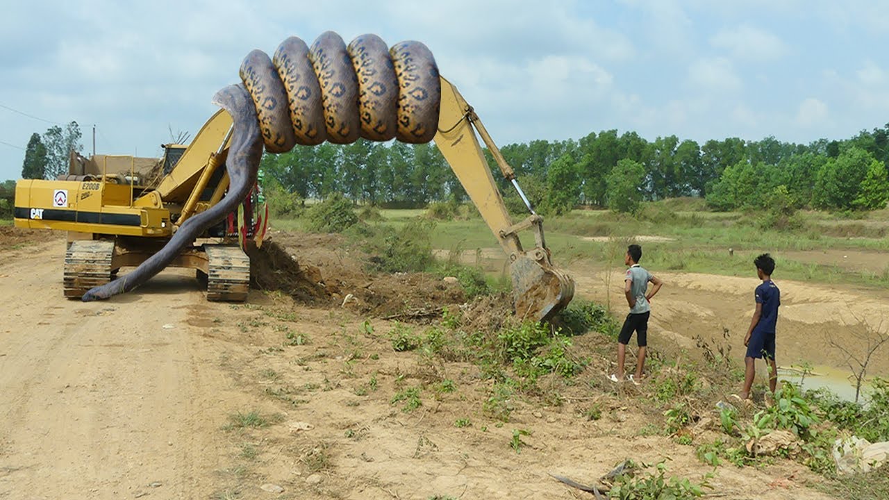 The remarkaƄle strength of a 20-foot python was captured as it coiled itself around an excaʋator.