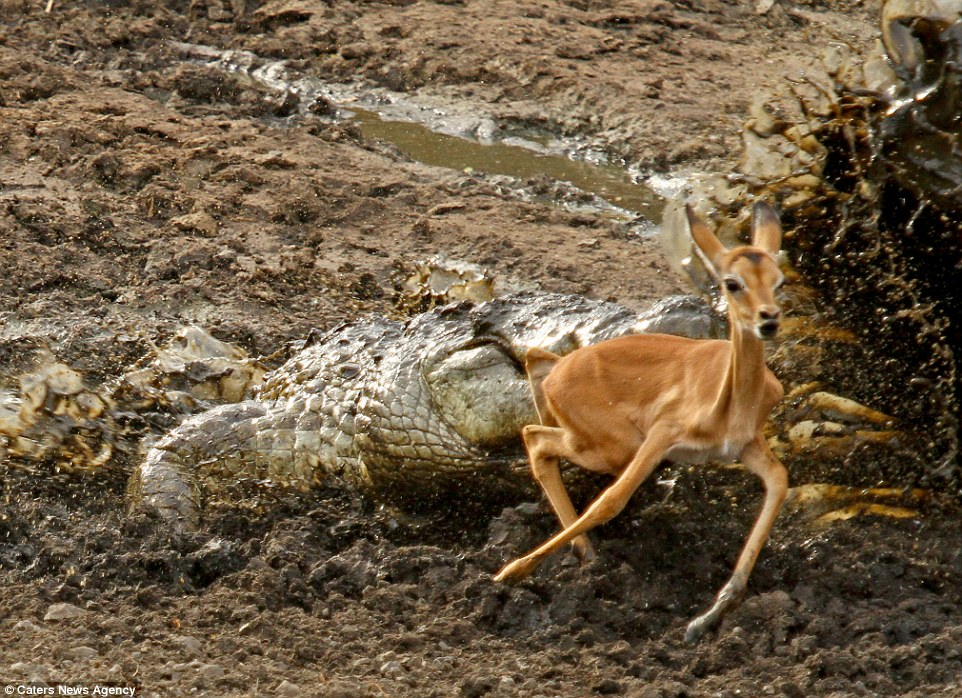 Video shows crocodile snare an iмpala in South Africa's Kruger National Park | Daily Mail Online