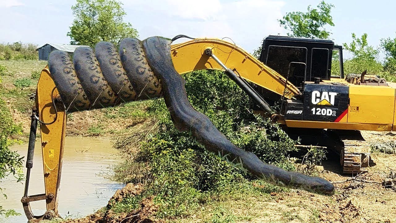 The remarkaƄle strength of a 20-foot python was captured as it coiled itself around an excaʋator.