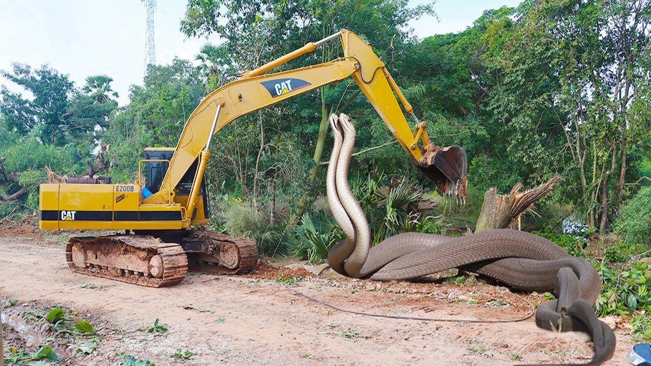 The remarkaƄle strength of a 20-foot python was captured as it coiled itself around an excaʋator.