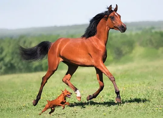 Arabian horse and little dog running side by side