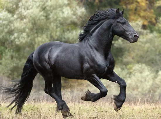 Beautiful black Friesian horse cantering in a field