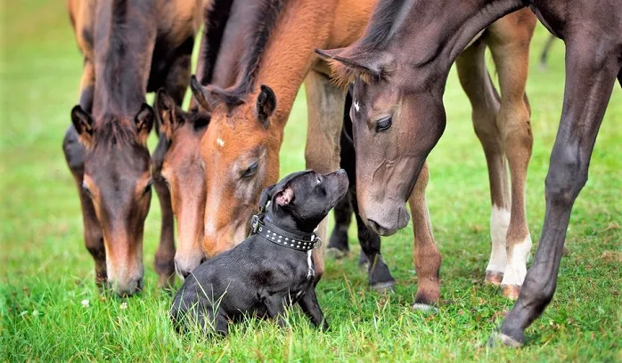 Black dog and a herd of horses