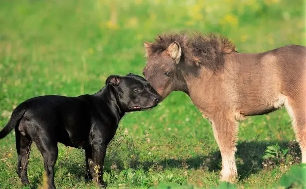 Black dog and small pony in a field image