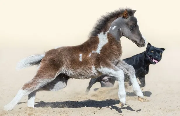 Black Staffordshire Bull Terrier and tiny horse running