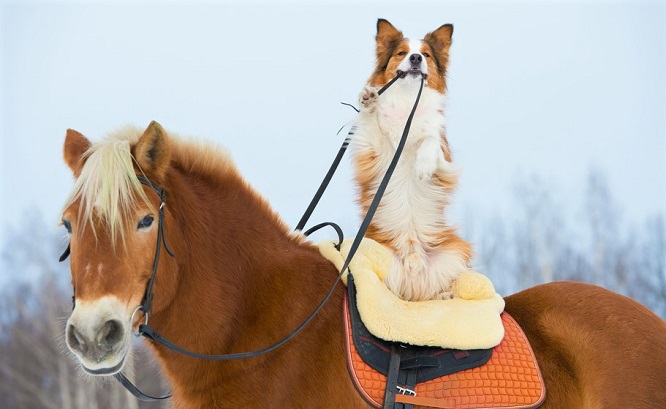 Border Collie dog on the back of a chestnut horse