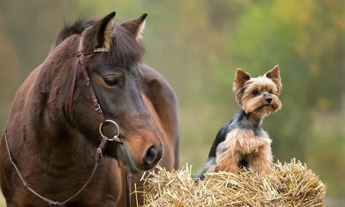 Brown horse and Yorkshire Terrier dog sitting on a hay bale