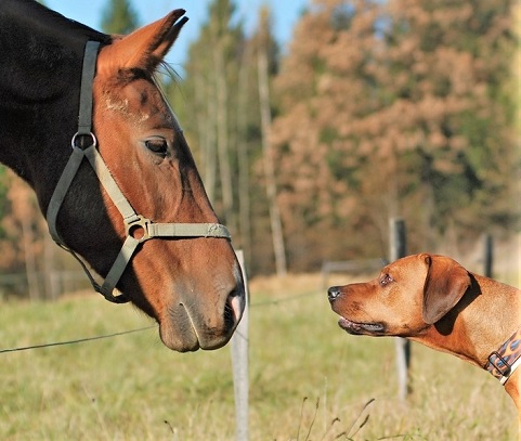 Brown horse and dog image