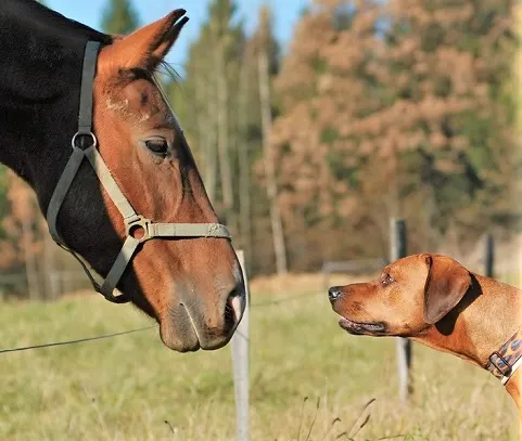 Brown horse and dog image