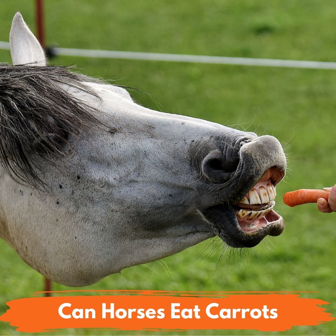 Can Horses Eat Carrots? - National Equine