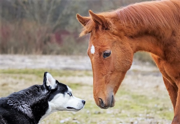 Chestnut horse and husky dog smelling each other