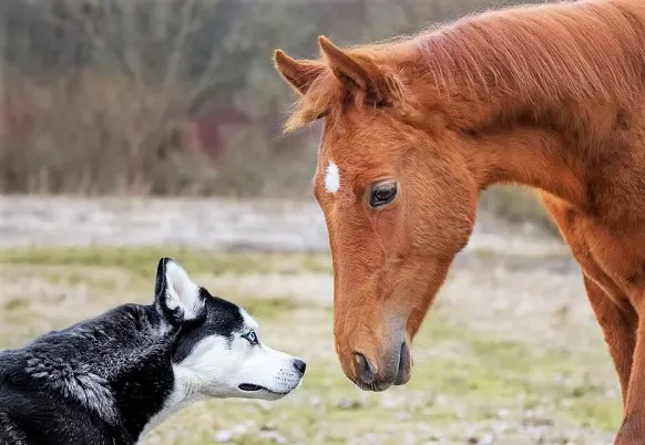 Chestnut horse and husky dog smelling each other