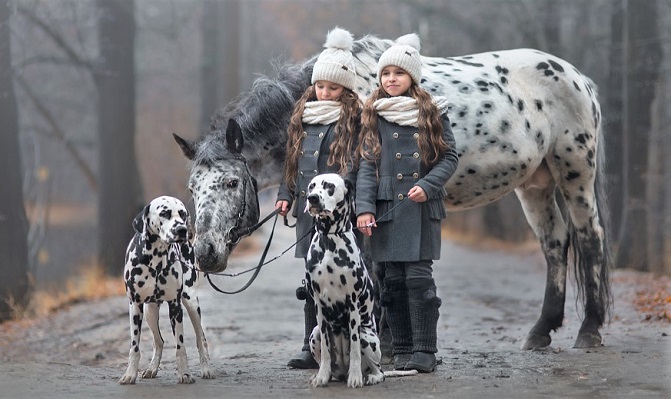 Dalmatian dogs and Appaloosa horse with two girls