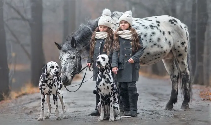 Dalmatian dogs and Appaloosa horse with two girls